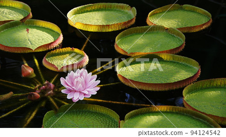 Floating water lily flower Tropical plant (September) Water lily (Oki lotus) 08H16.9 Floating water lily flower Tropical plant (September) Water lily (Oki lotus) 08H16.9 94124542