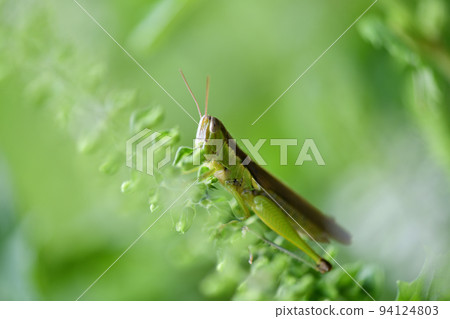 菠菜和藍紫蘇花 94124803