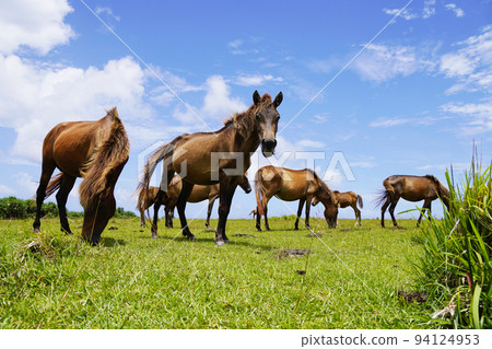 Yonaguni horse Yonaguni horse 94124953