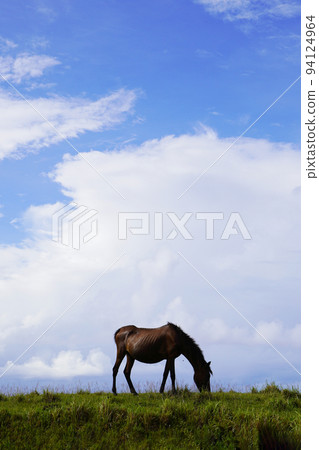 Yonaguni horse Yonaguni horse 94124964