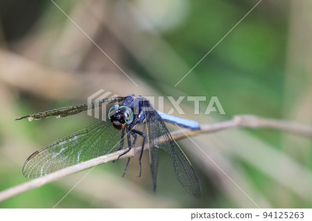 a Dragon Fly, Beautiful Dragonfly, the nature concept a Dragon Fly, Beautiful Dragonfly, the nature concept 94125263