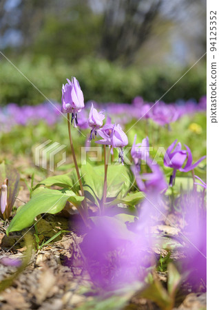 Katakuri盛開 94125352