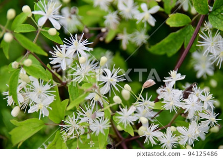 Small white flowers of Momijikaramatsuso Small white flowers of Momijikaramatsuso 94125486