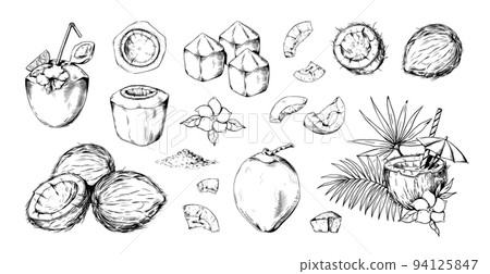 Hand drawn line coconut sketch. Coco water, vintage style art flower collection, tropical tree milk cocktail, beach palm leaves. Exotic nuts. Vector illustration isolated on white background 94125847