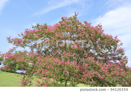 夏日的天空和百花 夏日的天空和百花 94126359