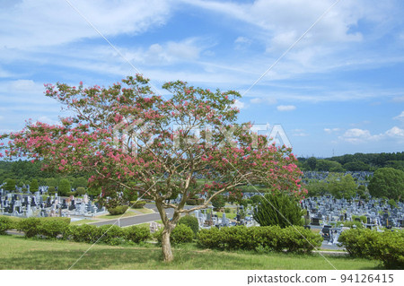 開花在夏天公園公墓的紫薇花 開花在夏天公園公墓的紫薇花 94126415