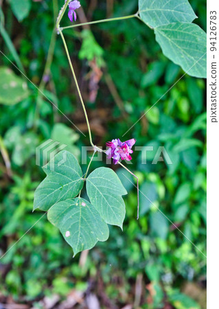 Kudzu flowers I found in Satoyama in Uozu City, Toyama Prefecture Kudzu flowers I found in Satoyama in Uozu City, Toyama Prefecture 94126783