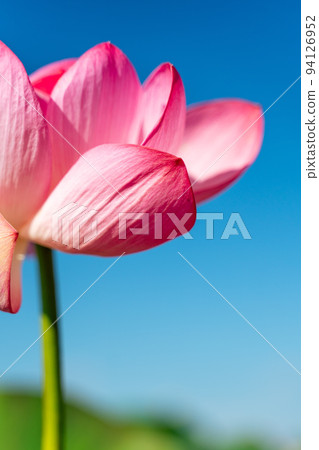 A pink lotus flower sways in the wind. Against the background of their green leaves. Lotus field on the lake in natural environment. A pink lotus flower sways in the wind. Against the background of their green leaves. Lotus field on the lake in natural environment. 94126952
