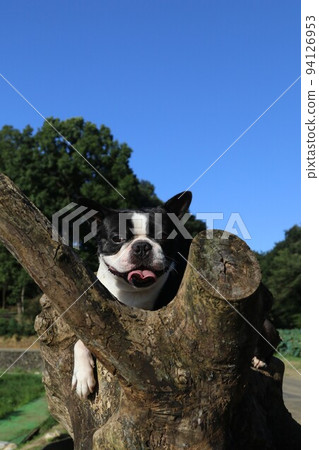 Mighty-kun, a Boston terrier, climbs a tree in Aigo-no-Sato in Hatoyama-cho, where the blue sky and greenery are beautiful♡ Mighty-kun, a Boston terrier, climbs a tree in Aigo-no-Sato in Hatoyama-cho, where the blue sky and greenery are beautiful♡ 94126953