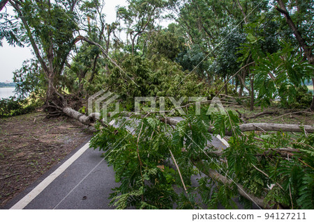The tree was destroyed by the storm's intensity 94127211