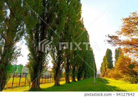 北海道/北海道大學/北海道大學的隱藏地標，Futari Me 白楊樹行，平成白楊樹行/札幌市(1) 94127642
