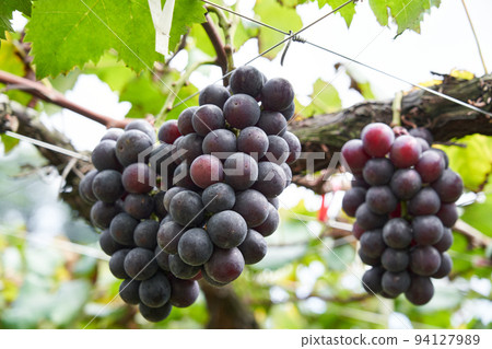 Vineyard Kyoho grapes grown in Chiba Prefecture 94127989