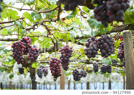 Vineyard Kyoho grapes grown in Chiba Prefecture 94127990
