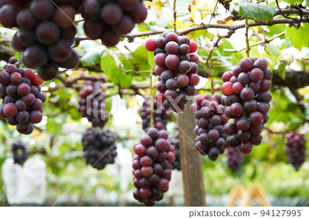 千葉縣產的葡萄園巨峰葡萄 94127995