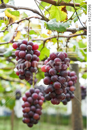 Vineyard Kyoho grapes grown in Chiba Prefecture Vineyard Kyoho grapes grown in Chiba Prefecture 94127996