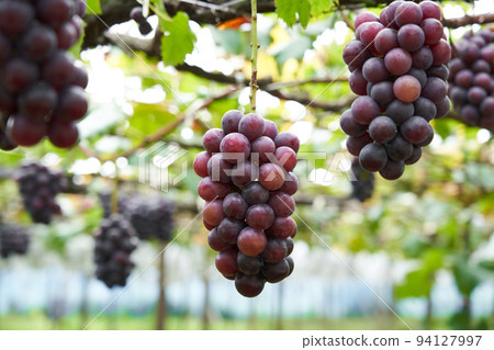 Vineyard Kyoho grapes grown in Chiba Prefecture 94127997