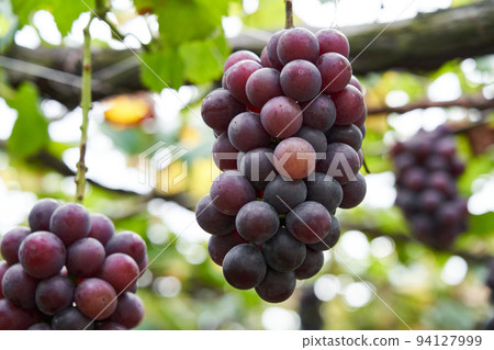 Vineyard Kyoho grapes grown in Chiba Prefecture 94127999