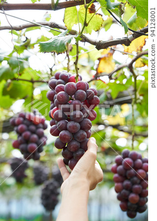 Vineyard Kyoho grapes grown in Chiba Prefecture 94128001