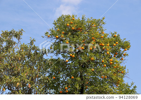 World Heritage Honrikyu Nijo Castle Mandarin Tree World Heritage Honrikyu Nijo Castle Mandarin Tree 94128069