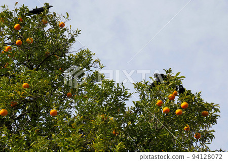 World Heritage Honrikyu Nijo Castle Mandarin Tree World Heritage Honrikyu Nijo Castle Mandarin Tree 94128072