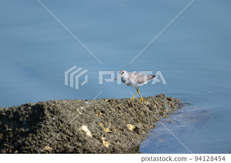 Red-fronted sandpiper 01 that flew to the mouth of the Yoshino River during migration in early autumn 94128454