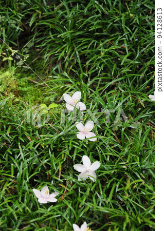 安息香花　 94128613