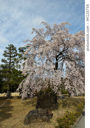 World Heritage Honrikyu Nijo Castle Sakura 94128756