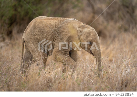 Baby African bush elephant walks lifting foot 94128854