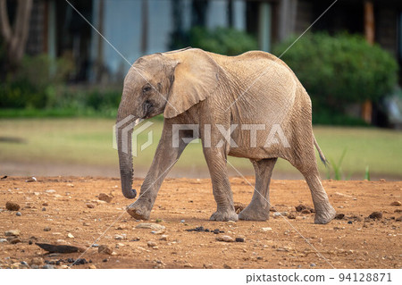 Baby African bush elephant walking past lawn 94128871