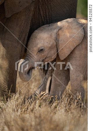 Baby African bush elephant stands with mother Baby African bush elephant stands with mother 94128872