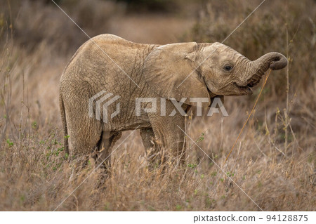 Baby African bush elephant stands stripping branch Baby African bush elephant stands stripping branch 94128875