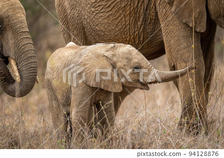 Baby African bush elephant stands stretching trunk Baby African bush elephant stands stretching trunk 94128876