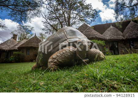 Aldabra giant tortoise on grass outside lodge 94128915