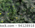 Euphorbia cypress Plant background macro texture Photo of good quality 94128918