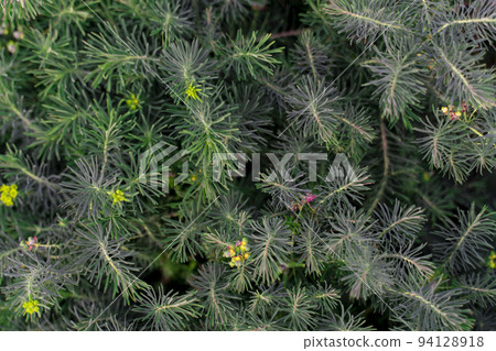 Euphorbia cypress Plant background macro texture Photo of good quality Euphorbia cypress Plant background macro texture Photo of good quality 94128918