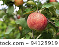 An apple on a branch. Vegetable background macro texture copyspace. Good quality photos 94128919