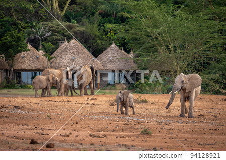 African bush elephants walk past safqri lodge 94128921