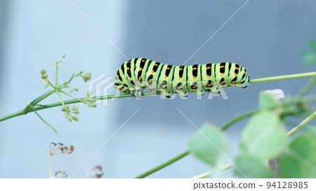 The larvae of the Papilio machaon have grown up eating all the Italian parsley in the balcony garden. 94128985