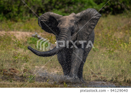 African bush elephant splashes through shallow water 94129040