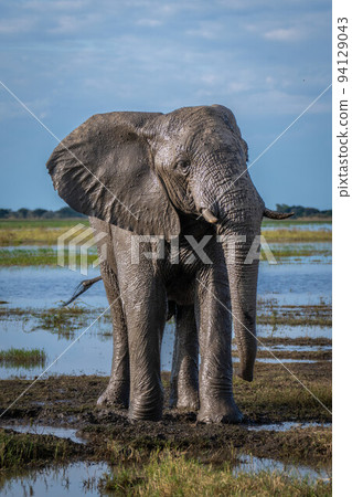 African bush elephant stands covered in mud 94129043
