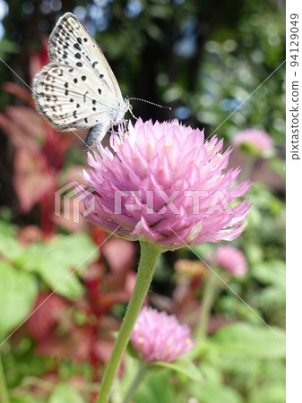 Shijimicho Shijimicho 94129049