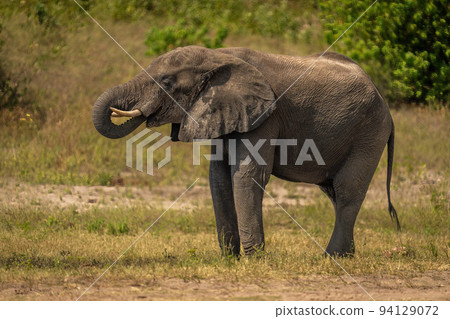 African bush elephant stands drinking from river African bush elephant stands drinking from river 94129072