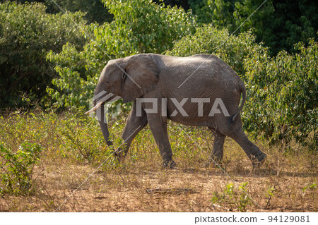 African bush elephant passes bushes in sunshine 94129081