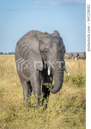 African bush elephant stands eating in savannah 94129082