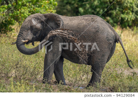 African bush elephant squirts mud over itself African bush elephant squirts mud over itself 94129084