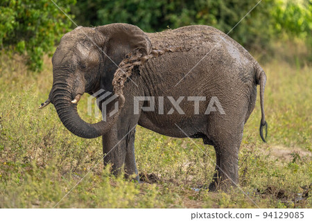 African bush elephant squirting mud over ear African bush elephant squirting mud over ear 94129085