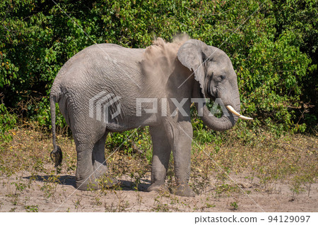 African bush elephant blows sand over shoulder 94129097