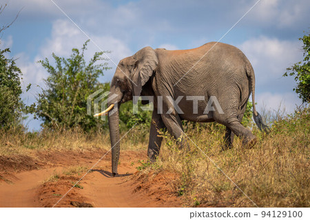 African bush elephant crosses red sandy track African bush elephant crosses red sandy track 94129100