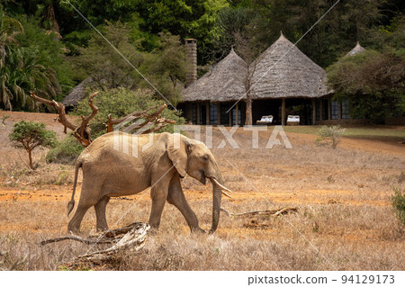 African bush elephant walks outside safari lodge 94129173