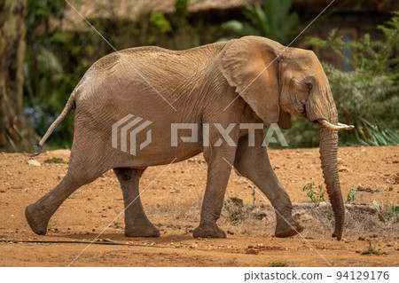 African bush elephant walking past safari lodge African bush elephant walking past safari lodge 94129176